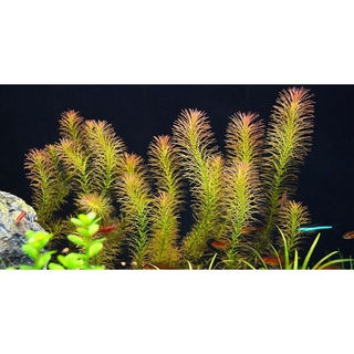 20 nhánh Rotala Việt Nam thuỷ sinh ( cây lá cạn )