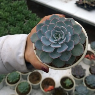 Sen Hồng Phấn size lớn