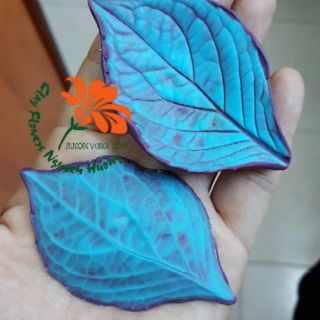 Gân Lá Tú Cầu 7cm