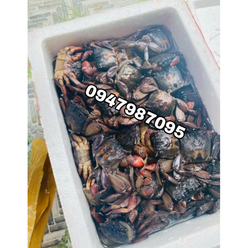 ❤️FREESHIP❤️KHÔNG CÂN NƯỚC -  1KG BA KHÍA MUỐI CON LỚN - mắm ba khía - ba khía Cà Mau | BigBuy360 - bigbuy360.vn