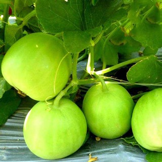 Hạt giống Dưa Lê siêu ngọt (Gói 15 hạt)