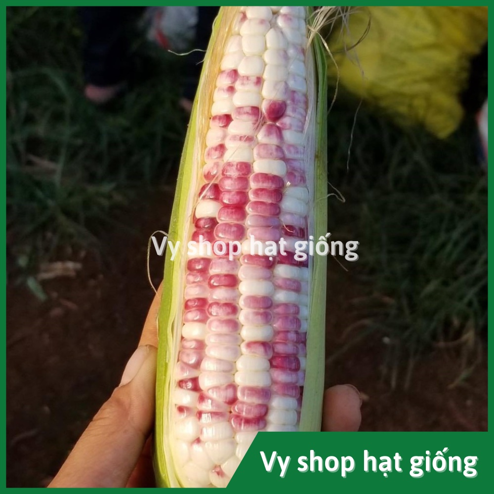 Hạt giống ngô nếp  cẩm hồng Thái Lan gói 70 hạt