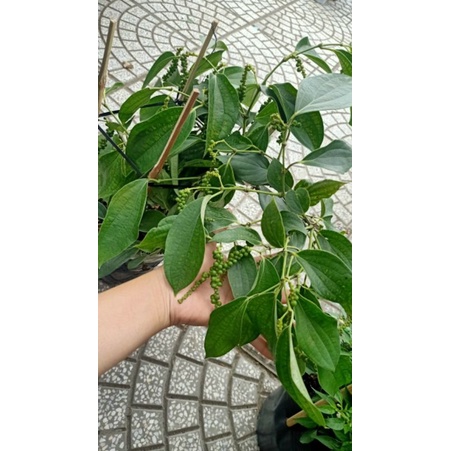 Tiêu xanh bình thuận....