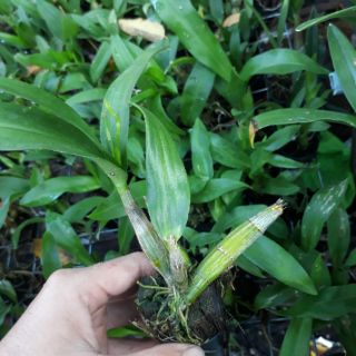 Chóp enobi cây trưởng thành