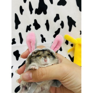 Áo choàng Hamster, sóc 🐿 🐹 (mẫu mới).