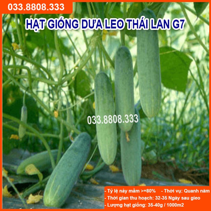 Hạt Giống Dưa Leo  G7 F1 gói 1gram - Sai Quả Năng Suất Cao