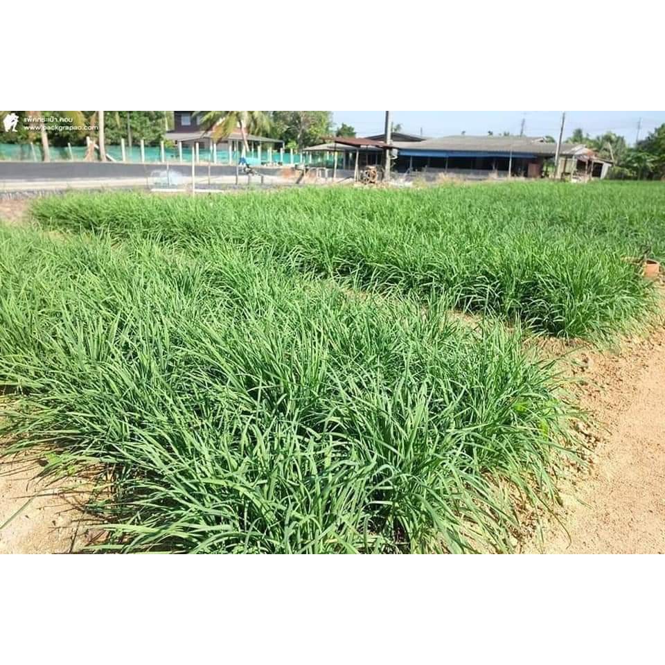 Hạt giống hẹ lá - gói 1 gram