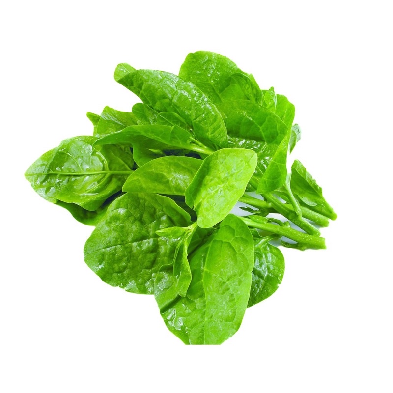 Cây rau giống mồng tơi lá to