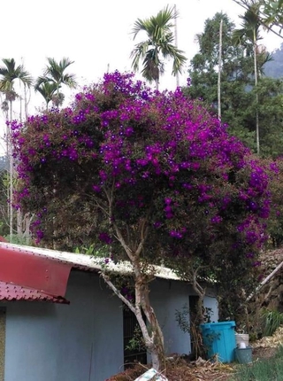 Cây giống sim thái