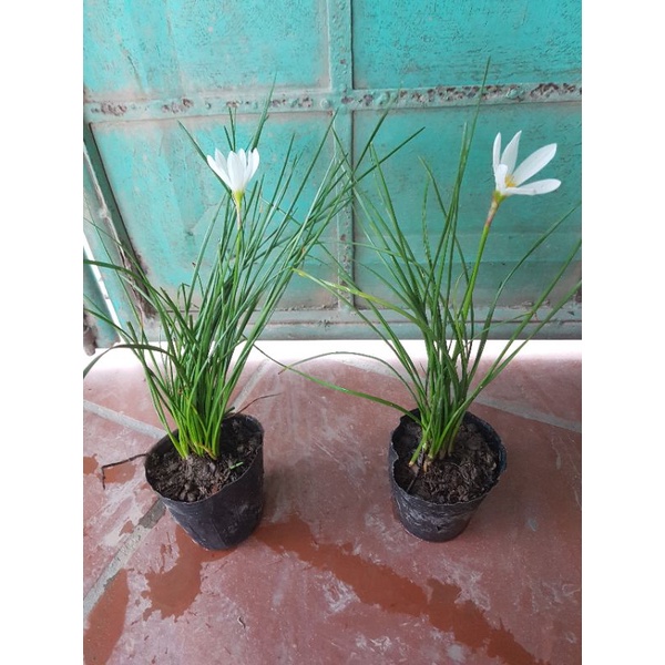 Củ huệ mưa trắng trồng sẵn trong bầu