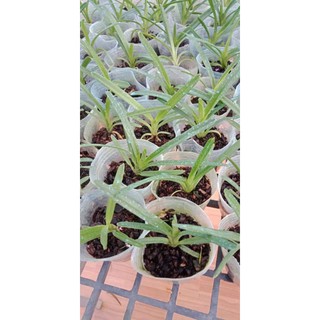 Địa lan kiếm Phan Trí giống