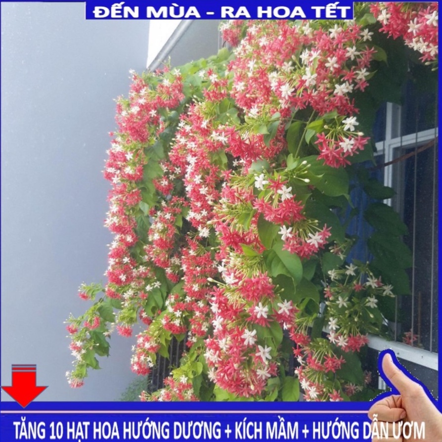 Shop 1k - Hạt giống hoa sử quân tử GÓI 10 HẠT (tặng kèm Thuốc kích mầm + 5 hạt hướng dương lùn siêu bông)