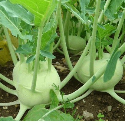 1gr Hạt giống Su Hào Xanh