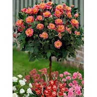 GỐC HOA HỒNG THÂN GỖ NHIỀU MÀU