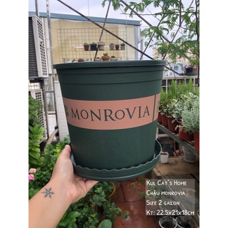 Combo 10 chậu nhựa xanh Monrovia 2 gallon nhập khẩu chính hãng kèm đĩa lót