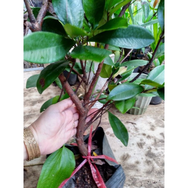 Cây Cherry Brazil lớn cao 1m - 6 tháng cho quả