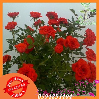 Cây Hoa Hồng Tỉ Muội Đỏ