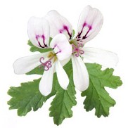 Tinh dầu phong lữ - HUILE ESSENTIELLE DE GÉRANIUM BOURBON BIO | BigBuy360 - bigbuy360.vn