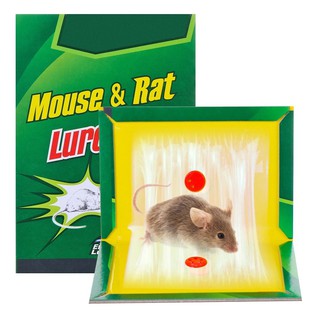 Miếng dính chuột siêu dính.ĐT.Lv