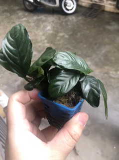Ráy cafe thuỷ sinh
