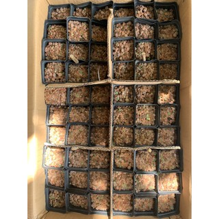 Chậu cây sen đá mông , sen thạch lan size nhỏ