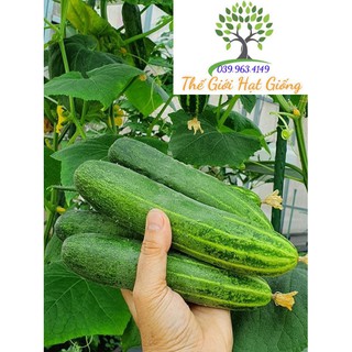 🥒hạt giống dưa leo f1 🥒- 1gr/ 1 gói - tỉ lệ nảy mầm cao