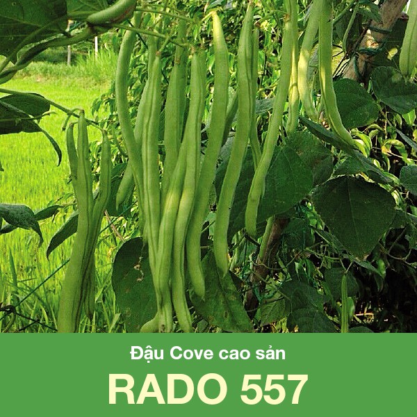 Hạt Giống Đậu Cove Cao Sản Rado 557 (20gr)