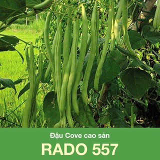 Giống Đậu Cove cao sản RADO 557 (20g)
