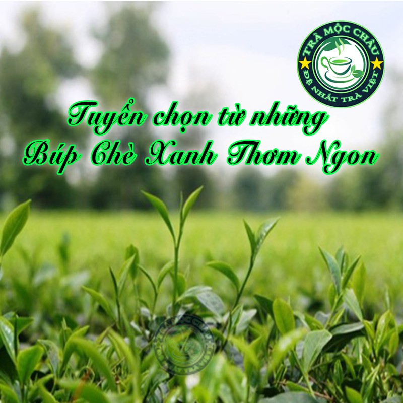 Chè Xanh Mộc Châu Đặc Biệt 100g - Chè sạch VietGAP - Trà Mộc Châu Đặc Sản | BigBuy360 - bigbuy360.vn