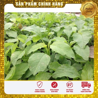 Hạt giống rau dền xanh cao sản