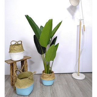 cây chuối cảnh