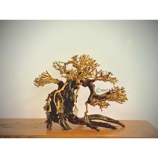 Cây bonsai thuỷ sinh  3 ( cao 25cm rộng tán 30cm)