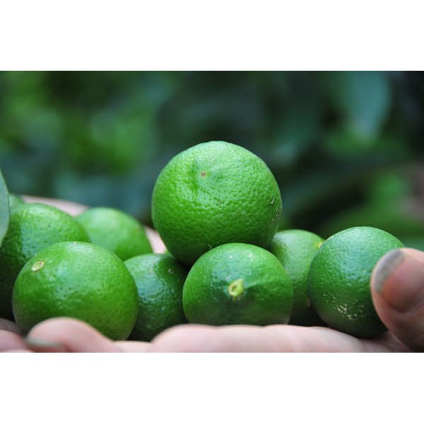 Cây giống Chanh TA [ CHANH tứ quý có hạt hoặc ít hạt [ Siêu Sớm ]. ]