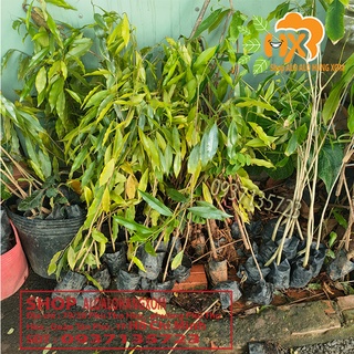 combo 5 cây trầm hương ( cây giống )