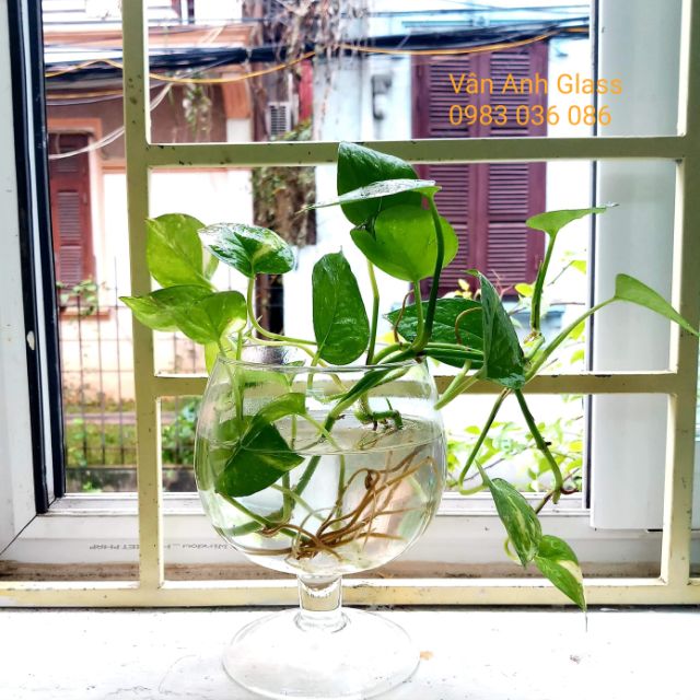 LY CÁ THỦY TINH LC2 - LC3 - LC4
