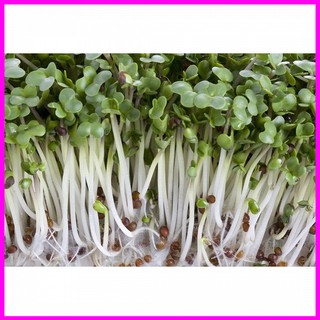 [ Hạt giống rau mầm]Hạt giống mầm cải ngọt - 100g - Mina Shop