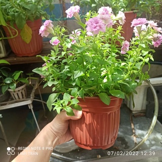 Dạ yến thảo chậu nhựa to . Liên đài tím