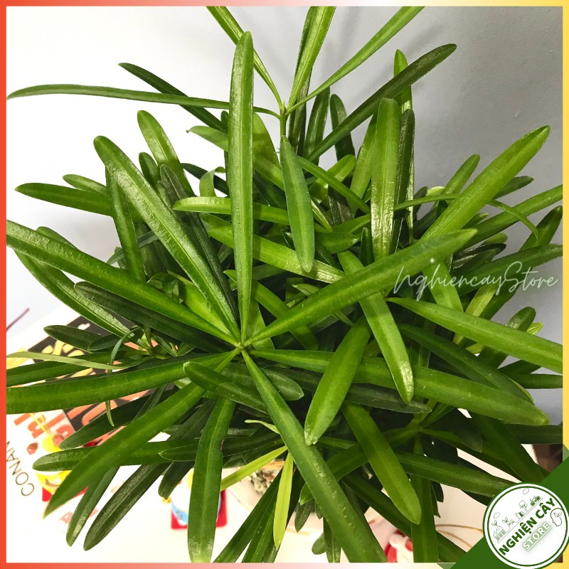 Cây tùng la hán chậu tiểu cảnh trang trí bàn làm việc, quầy thu ngân, làm quà tặng ý nghĩa