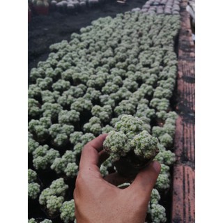 Combo 2 chậu Xương rồng trứng chim chậu 3 cây