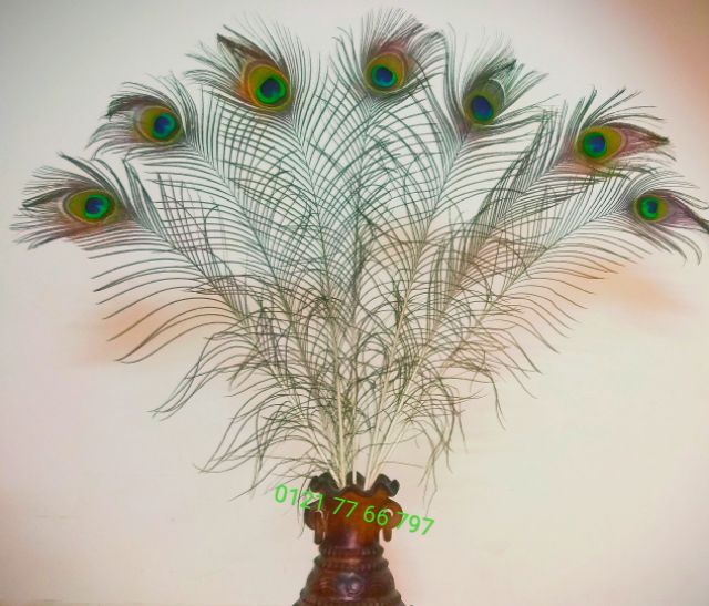 09 Lông công tự nhiên. Độ dài 0.8~0.9m. Trang trí nhà cửa, phong thủy | BigBuy360 - bigbuy360.vn