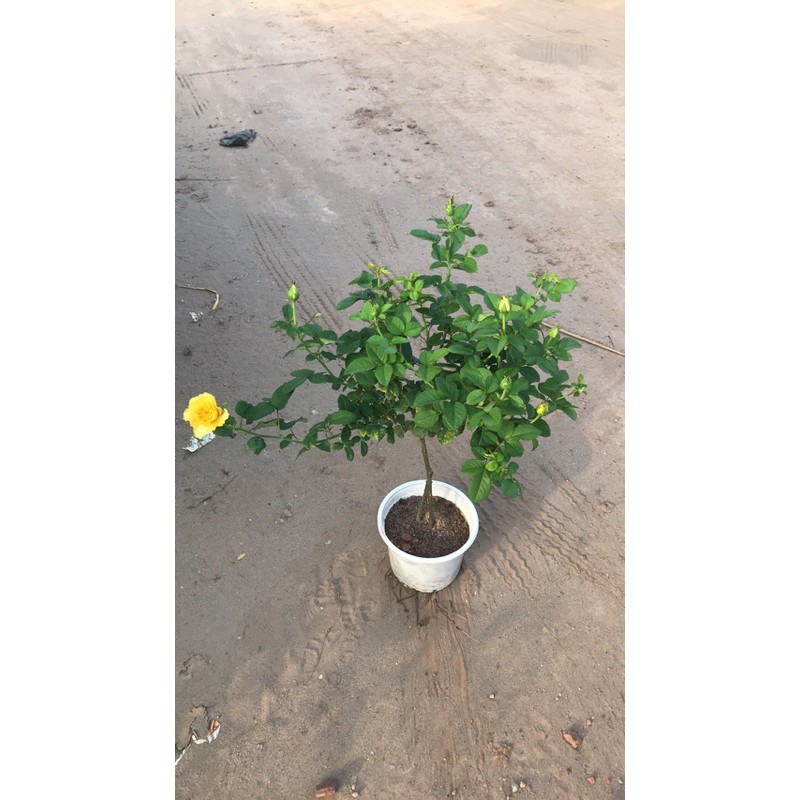 tree mini shell vàng