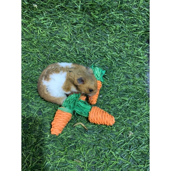 carot đồ chơi , đồ gặm cho hamster , thỏ , guinepig…..