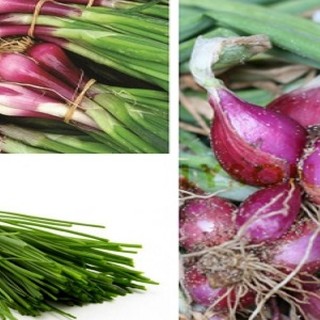 HẠT GIỐNG HÀNH GỐC ĐỎ