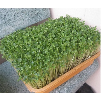 hạt giống Mầm Bông cải xanh ( suplo xanh)
