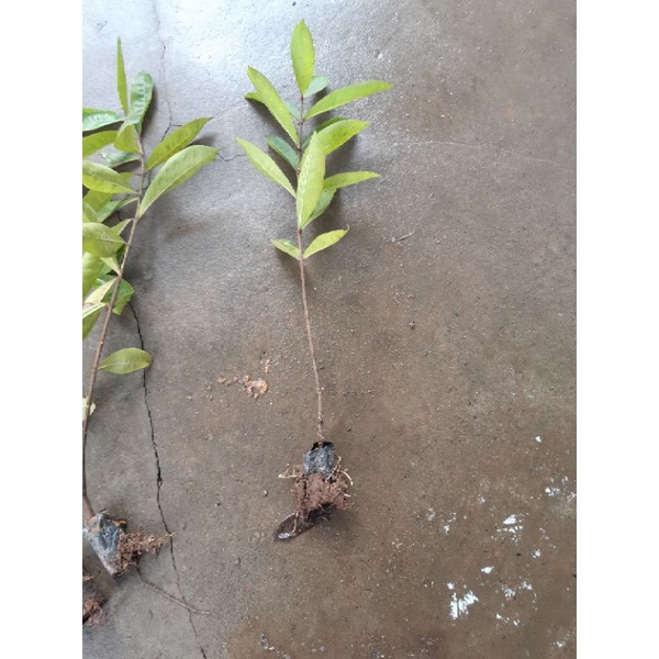 Cây mẫu đơn đỏ và vàng ta chuẩn hình