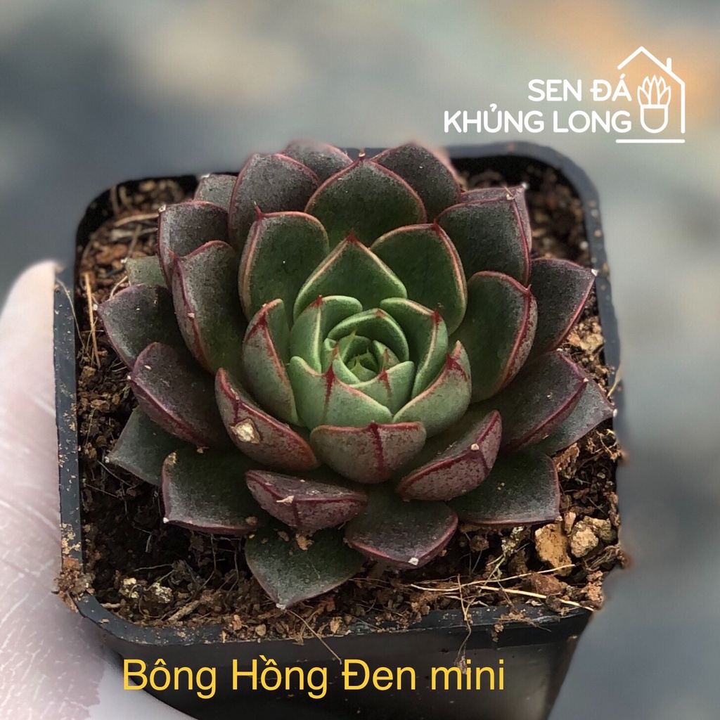 sen đá Bông Hồng Đen Mini - echeveria shamrock