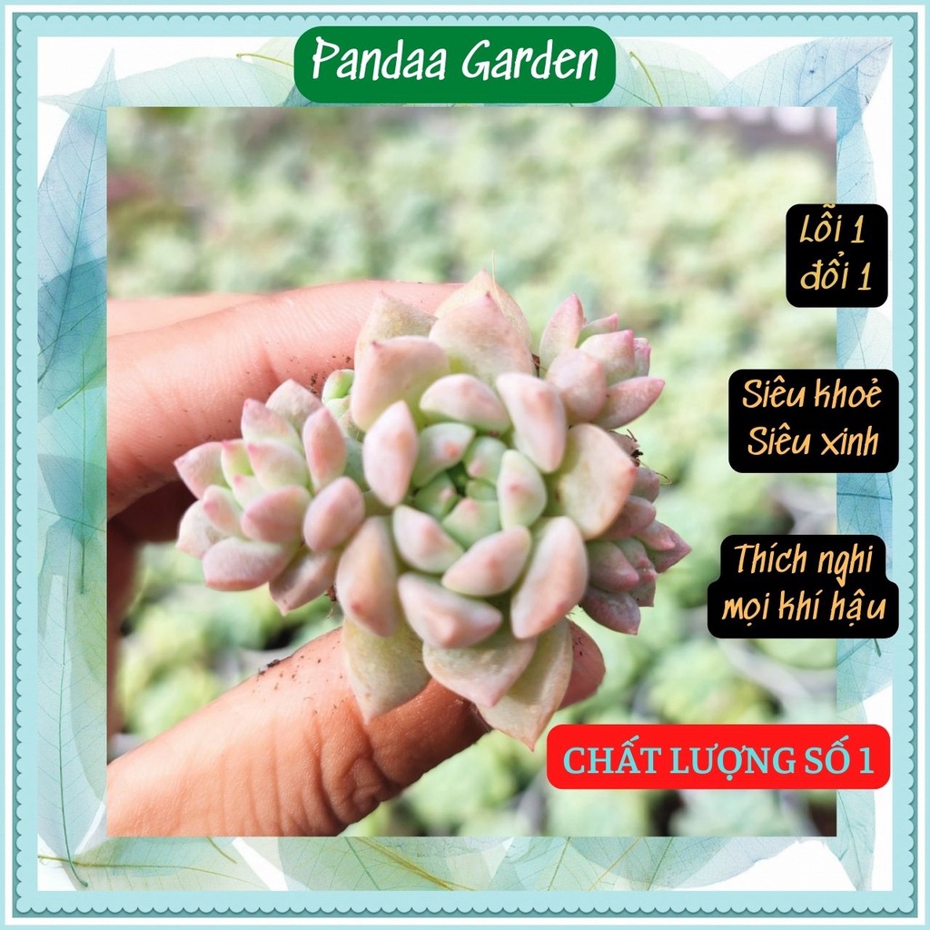 Sen đá dù hồng size mini 2.5-4cm, xuất xứ Đà Lạt khoẻ đẹp, thích nghi mọi khí hậu, lỗi 1 đổi 1