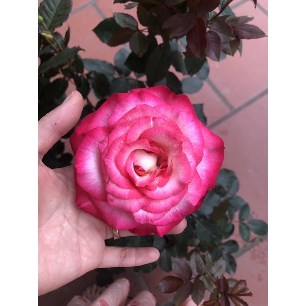 Cây hoa hồng Sếu Đầu Đỏ trưởng thành cao 60 cm  - Đã có hoa và nụ