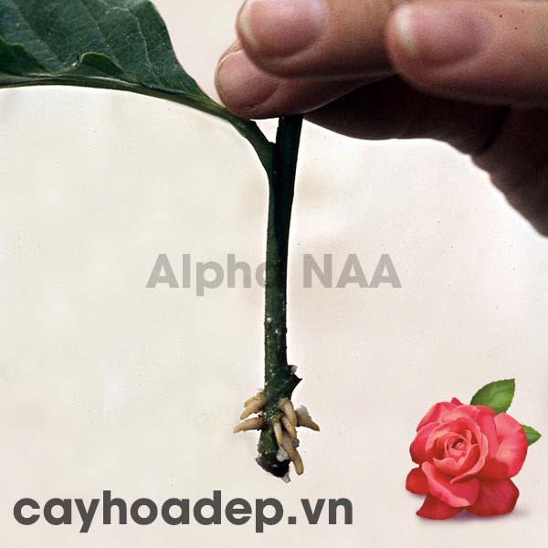 Siêu kích thích ra rễ Auxin Alpha NAA Ấn độ 99% không tan trong nước 100gram