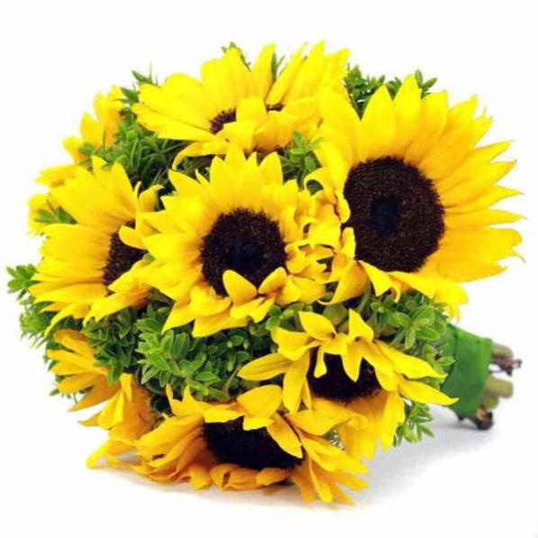 Hạt Giống Hoa Hướng Dương Vàng Lùn  - MUA 3 TẶNG 1 CÙNG LOẠI